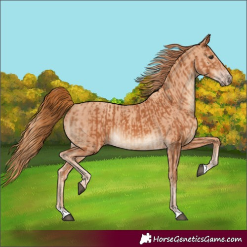 Horse Color:Chestnut  and Gold Champagne 