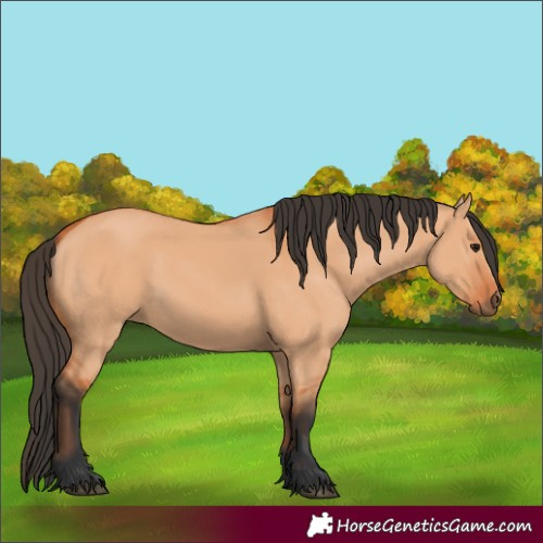 Horse Color:Bay Dun