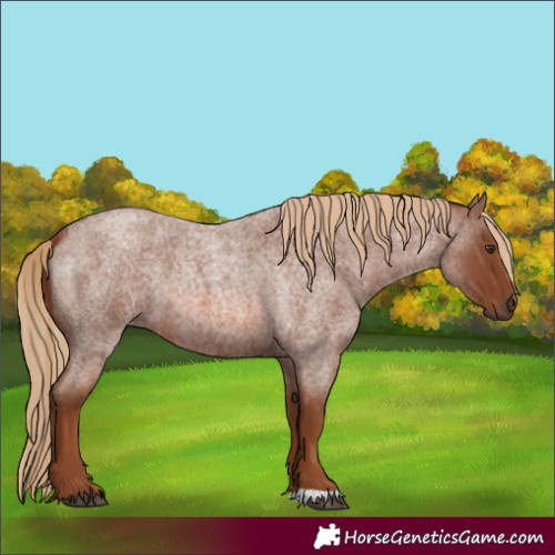 Horse Color:Red Roan 