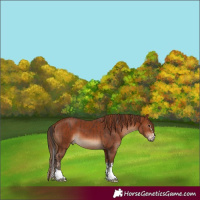Horse Color:Bay and Chestnut