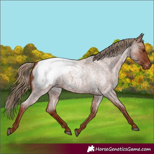 Horse Color:Red Roan Appaloosa 