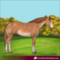 Horse Color:Chestnut and Chestnut