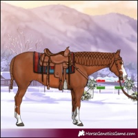 Horse Color:Chestnut Rabicano 