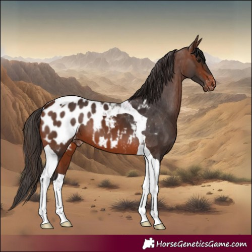 Horse Color:Brown Tobiano Blanket 