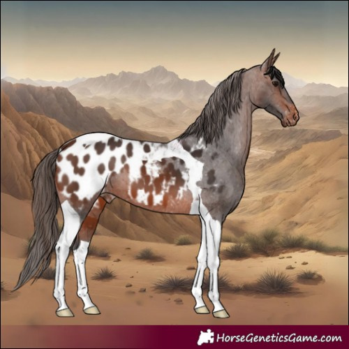 Horse Color:Brown Tobiano Appaloosa 