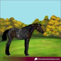 Horse Color:ERROR: UNKNOWN ANOMALY