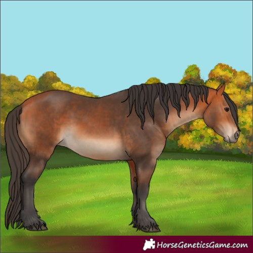 Horse Color:Unknown 