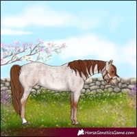 Horse Color:Red Roan  and Red Roan Rabicano 