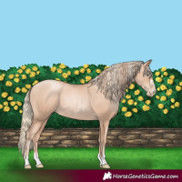 Horse Color:Gold Champagne Pearl Rabicano and Gold Champagne Pearl Rabicano