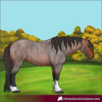 Horse Color:Bay Roan Tobiano