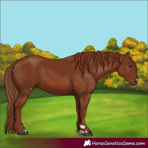 Horse Color:Chestnut 