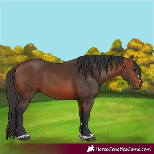 Horse Color:Bay 