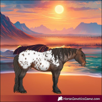 Horse Color:Brown Appaloosa 