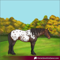 Horse Color:Brown Appaloosa 