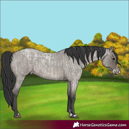 Horse Color:Grullo Roan  and Grullo Roan Splash 