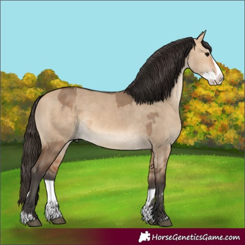 Horse Color:Bay Dun  and Bay Dun Splash 
