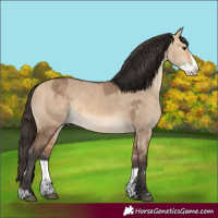 Horse Color:Bay Dun  and Bay Dun Splash 