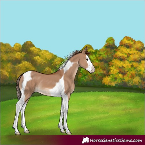 Horse Color:Red Dun Splash Tobiano 