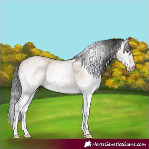 Horse Color:Gray White Spotted Classic Champagne Dun 