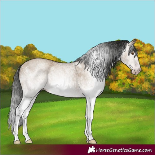 Horse Color:Gray White Spotted Classic Champagne Dun 