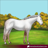 Horse Color:Gray Chestnut 
