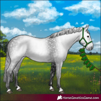 Horse Color:Gray Black 