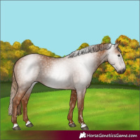 Horse Color:Gray Chestnut 