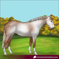 Horse Color:Gray Chestnut 