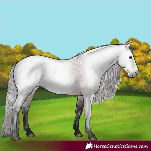 Horse Color:Gray Bay 