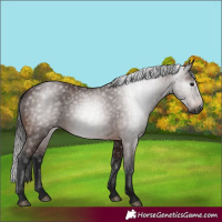 Horse Color:Gray Bay 
