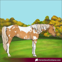 Horse Color:White Spotted Palomino Tobiano