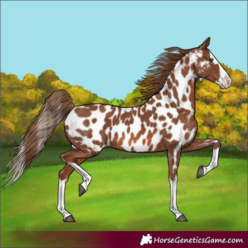 Horse Color:Chestnut Splash Appaloosa