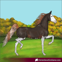 Horse Color:Liver Chestnut Splash
