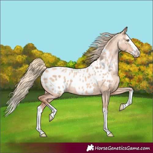 Horse Color:Gold Champagne Dun Splash Appaloosa 
