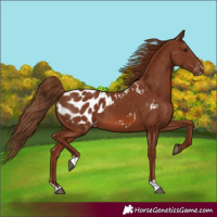 Horse Color:Chestnut Blanket 