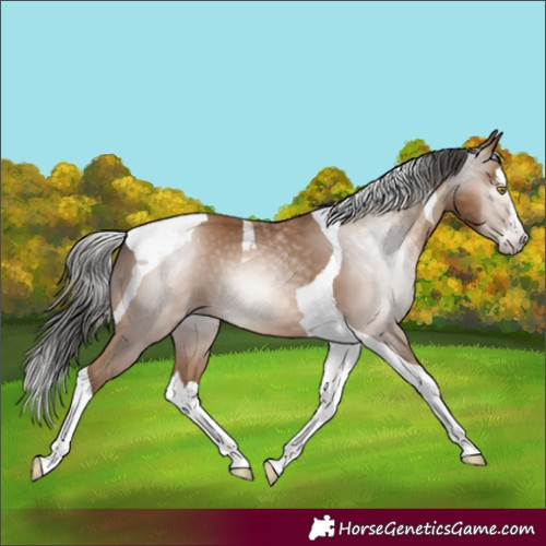 Horse Color:Gray Amber Champagne Splash Tobiano 