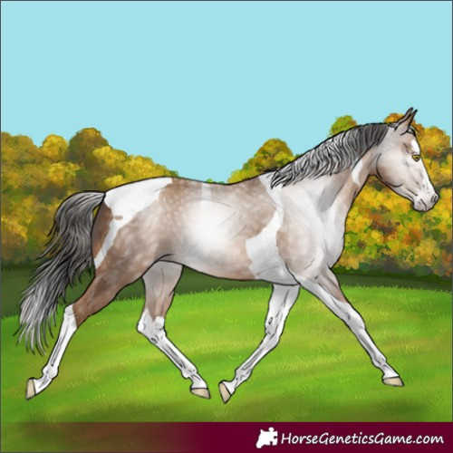 Horse Color:Gray Amber Champagne Splash Tobiano