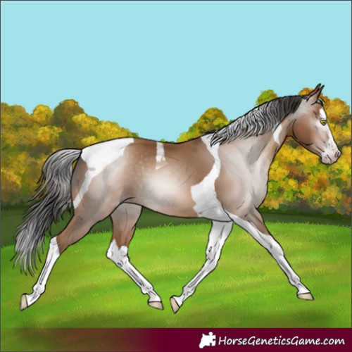Horse Color:Gray Amber Champagne Splash Tobiano 