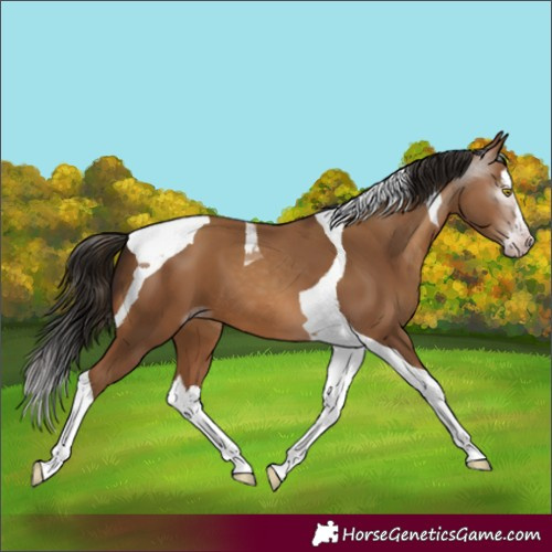 Horse Color:Gray Amber Champagne Splash Tobiano