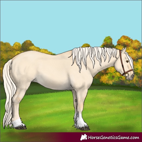 Horse Color:Palomino Dun Tobiano 