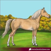 Horse Color:Palomino Dun Tobiano 