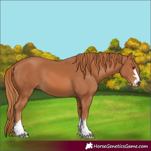Horse Color:Chestnut 