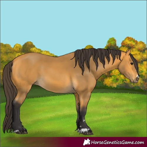 Horse Color:Buckskin