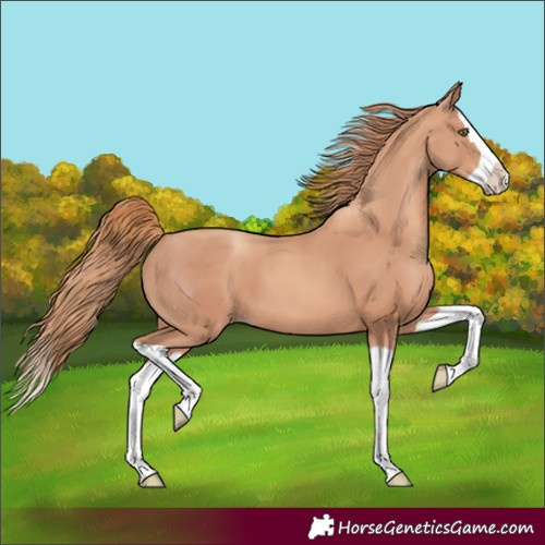 Horse Color:Gold Champagne Splash 