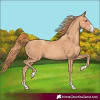 Horse Color:Gold Champagne