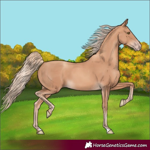 Horse Color:Gold Champagne 