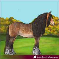 Horse Color:Buckskin  and Bay 
