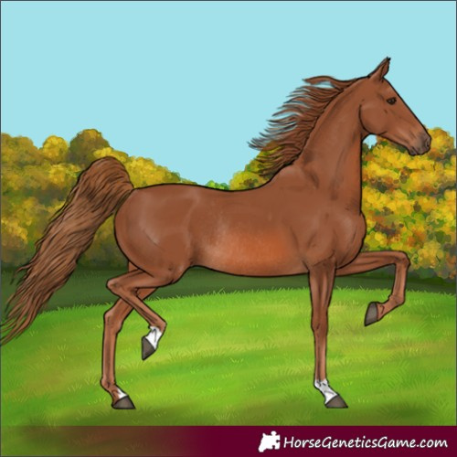Horse Color:Chestnut Rabicano 