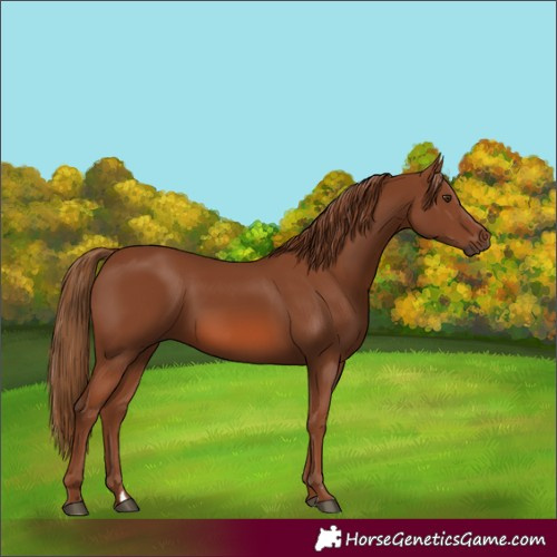 Horse Color:Chestnut 