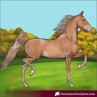 Horse Color:Gold Champagne Rabicano 